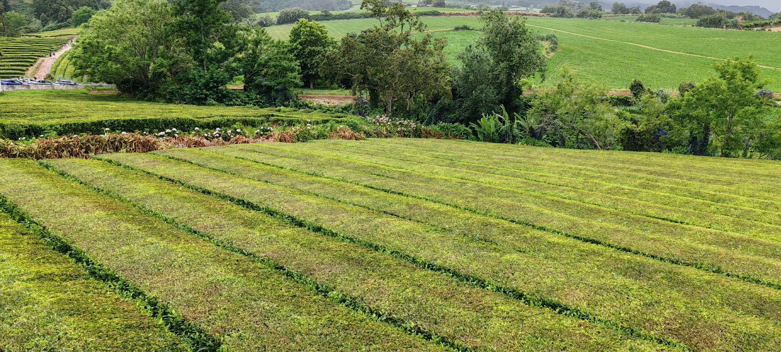 plantación te gorreana