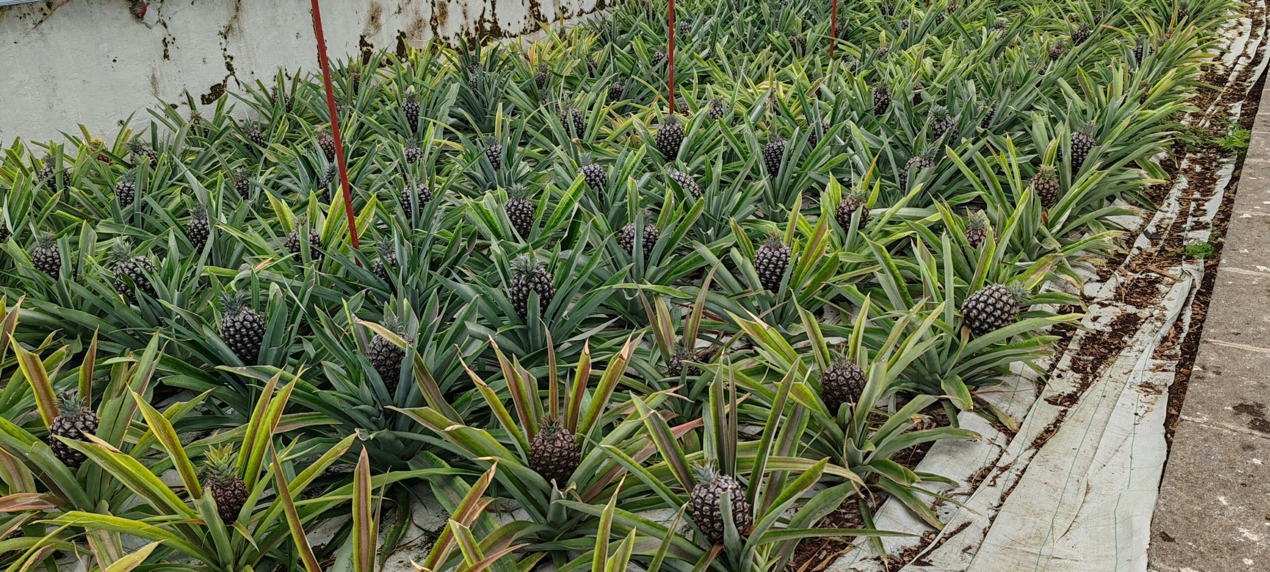 plantación de piña